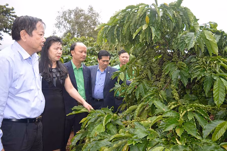 Thăm mô hình vườn cây của Công ty Cà phê Ia Sao 2. Ảnh: Đ.Y