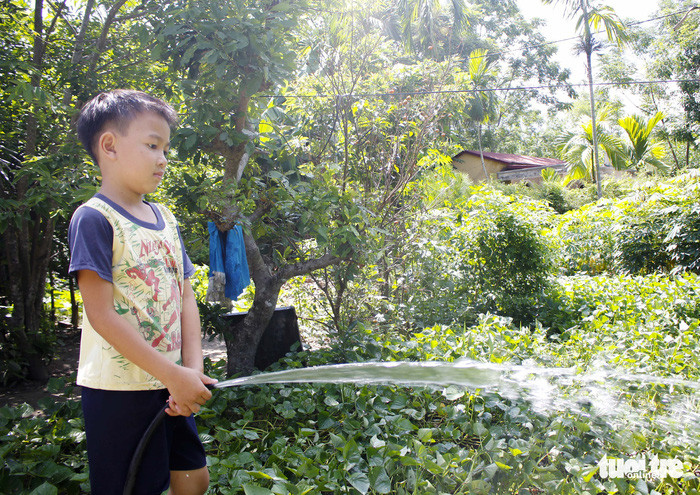 Những luống rau trước nhà là nguồn thu nhập chính của gia đình 