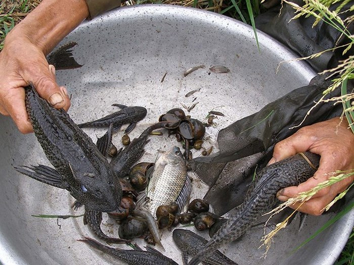 Loài cá lau kiếng có thể chữa bệnh tiểu đường theo đồn thổi. Loài cá lau kiếng có thể chữa bệnh tiểu đường theo đồn thổi.