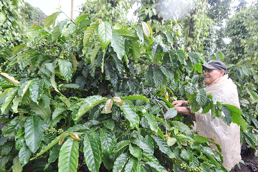  Ông Puih Hét chăm sóc cà phê của gia đình. Ảnh: G.H