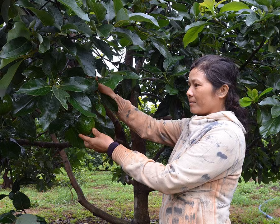  Trồng bơ đem lại cho chị Nguyễn Thị Mỹ Dung nguồn thu nhập ổn định hơn so với trồng hồ tiêu. Ảnh: P.L