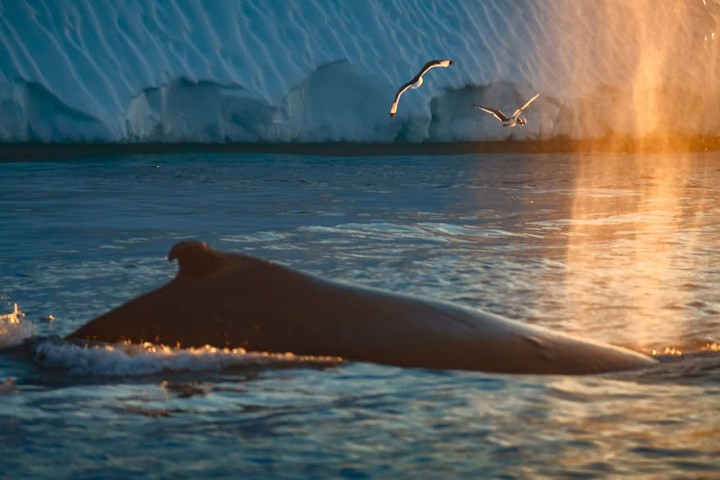 Cá voi thường kiếm ăn trong khu vực này.
