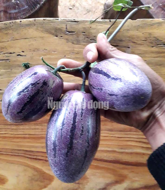 Nguồn dinh dưỡng cao nhưng là giống mới nên rất khó trồng và cho trái ít