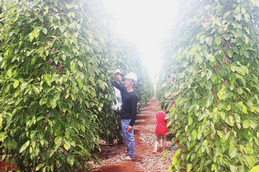 Người trồng hồ tiêu trên địa bàn tỉnh sẽ được hưởng chính sách tín dụng ưu đãi. Ảnh: S.C
