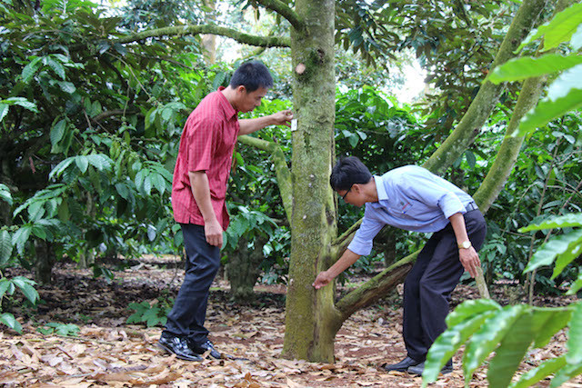 Do tình trạng thâm canh quá mức mà đã có một thời gian hàng trăm ha sầu riêng tại huyện Krông Pắk, Đắk Lắk bị chết do dịch bệnh. Ảnh: Duy Hậu Do tình trạng thâm canh quá mức mà đã có một thời gian hàng trăm ha sầu riêng tại huyện Krông Pắk, Đắk Lắk bị chết do dịch bệnh. Ảnh: Duy Hậu