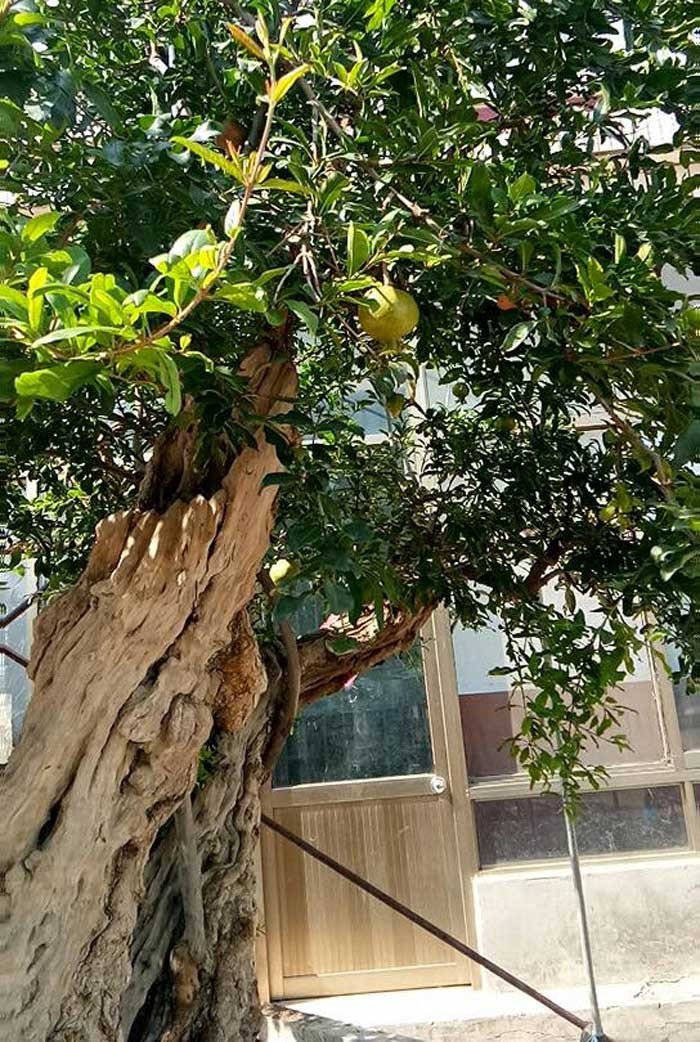 Trải qua các trận phong ba bão táp, thân cây nhiều phần bị mục gãy, có vết vằn vệ Trải qua các trận phong ba bão táp, thân cây nhiều phần bị mục gãy, có vết vằn vệ