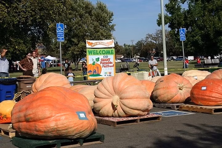  Để trồng được bí ngô, anh Matt đã phải tìm hạt giống, sau đó tìm mẫu đất phù hợp nhất vào mùa xuân và đưa đến phòng thí nghiệm để tìm hiểu xem đất còn thiếu chất dinh dưỡng gì để hạt giống phát triển tốt. Sau đó, anh nhận về mẫu phân bón đặc biệt có chứa mùn gỗ và phân bò chuồng, những thứ cung cấp rất nhiều chất dinh dưỡng để bí lớn nhanh. (Ảnh: SFGate)