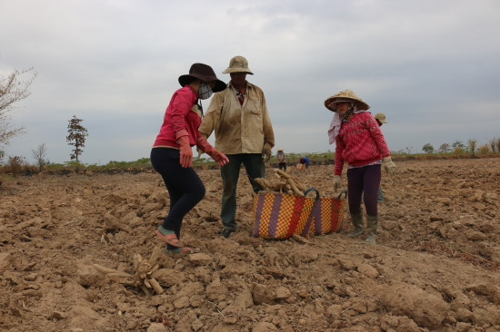 Rất nhiều người di cư tự do vào Tây Nguyên không có đất sản xuất, phải đi làm thuê để trang trải cuộc sống. 
