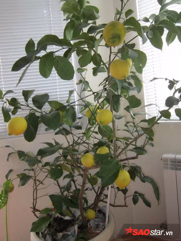 Chị dí dỏm khoe bên đây lạ lắm, nhiều loại cây ra hoa ra quả rồi mới ra lá vì chỉ đến khi hết mùa đông cây mới đâm chồi, nảy lộc.