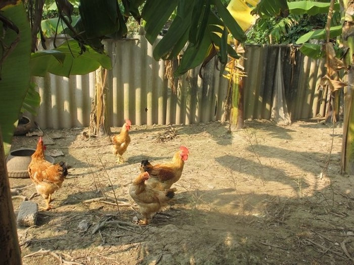 Ảnh minh họa (nguồn internet) Ảnh minh họa (nguồn internet)