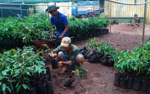 Mặc dù giá sầu riêng bắt đầu bớt "hấp dẫn" nhưng giá sầu riêng giống vẫn đang ở mức rất cao (trong ảnh: Một cơ sở bán sầu riêng giống tại TP. Buôn Ma Thuột, Đăk Lăk). Ảnh: D.H Mặc dù giá sầu riêng bắt đầu bớt