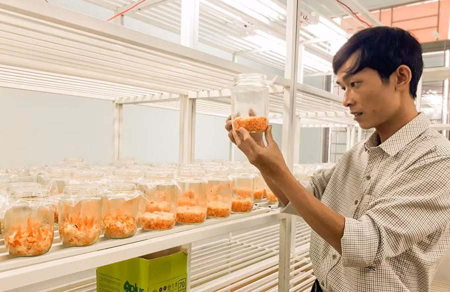  Kiểm tra chất lượng nấm Đông trùng hạ thảo nuôi trồng thử nghiệm tại Trung tâm Ứng dụng Tiến bộ Khoa học và Công nghệ. Ảnh: T.D