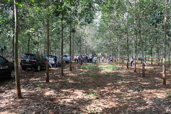 Lĩnh vực hoạt động của Tập đoàn Hoàng Anh Gia Lai tại Lào được nhắc đến nhiều nhất có lẽ là dự án phát triển nông nghiệp với tổng diện tích canh tác gần 50.000 ha. Ảnh: HAGL Group. Trong đó, lĩnh vực hoạt động của Tập đoàn Hoàng Anh Gia Lai tại Lào được nhắc đến nhiều nhất có lẽ là dự án phát triển nông nghiệp với tổng diện tích canh tác gần 50.000 ha. Ảnh: HAGL Group.