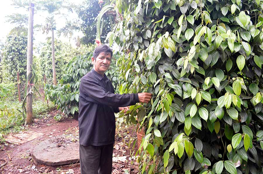  Ông Oam bên vườn hồ tiêu của gia đình. Ảnh: Đ.Y
