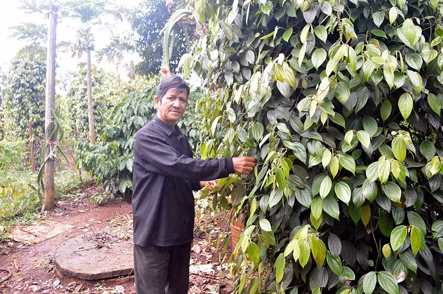  Ông Oam bên vườn hồ tiêu của gia đình. Ảnh: Đ.Y