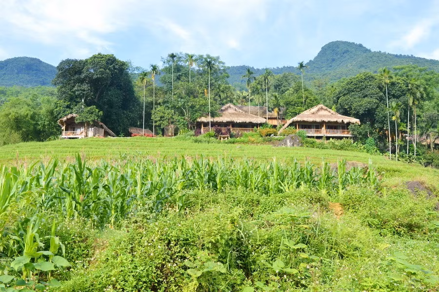 Việc ăn uống diễn ra ngay tại nơi lưu trú với thực đơn gồm nhiều món có chi phí hợp lý. Đặc sản vịt Cổ Lũng ăn rất ngon, thịt hơi dai nhưng mềm và ngọt.