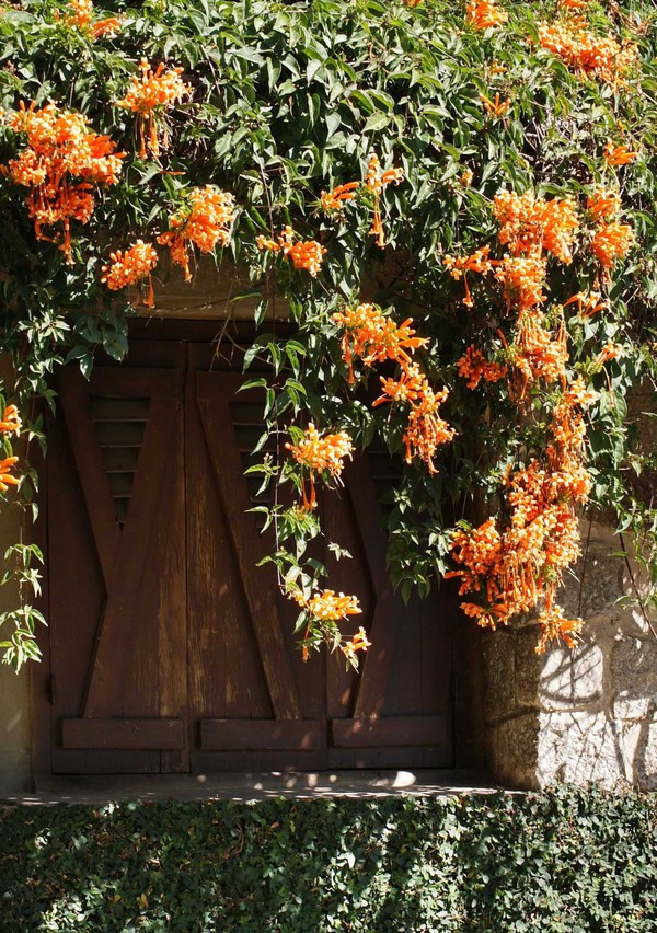 Theo thời gian, những dàn dây leo đơm hoa theo ô cửa sổ đậm nét kiến trúc Tây Ban Nha khiến không gian nơi đây trở nên lãng mạn.