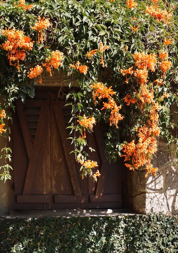 Theo thời gian, những dàn dây leo đơm hoa theo ô cửa sổ đậm nét kiến trúc Tây Ban Nha khiến không gian nơi đây trở nên lãng mạn.