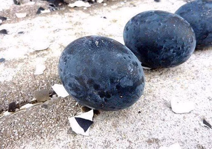 Thậm chí, trứng do giống gà Ayam Cemani đẻ ra cũng…đen vỏ.