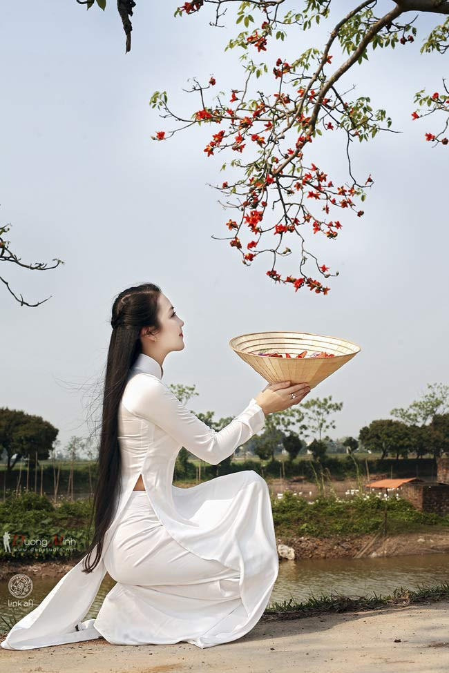  Những cô gái nền nã, thướt tha... nổi bần bật trên nền trời đỏ rực màu hoa gạo... 