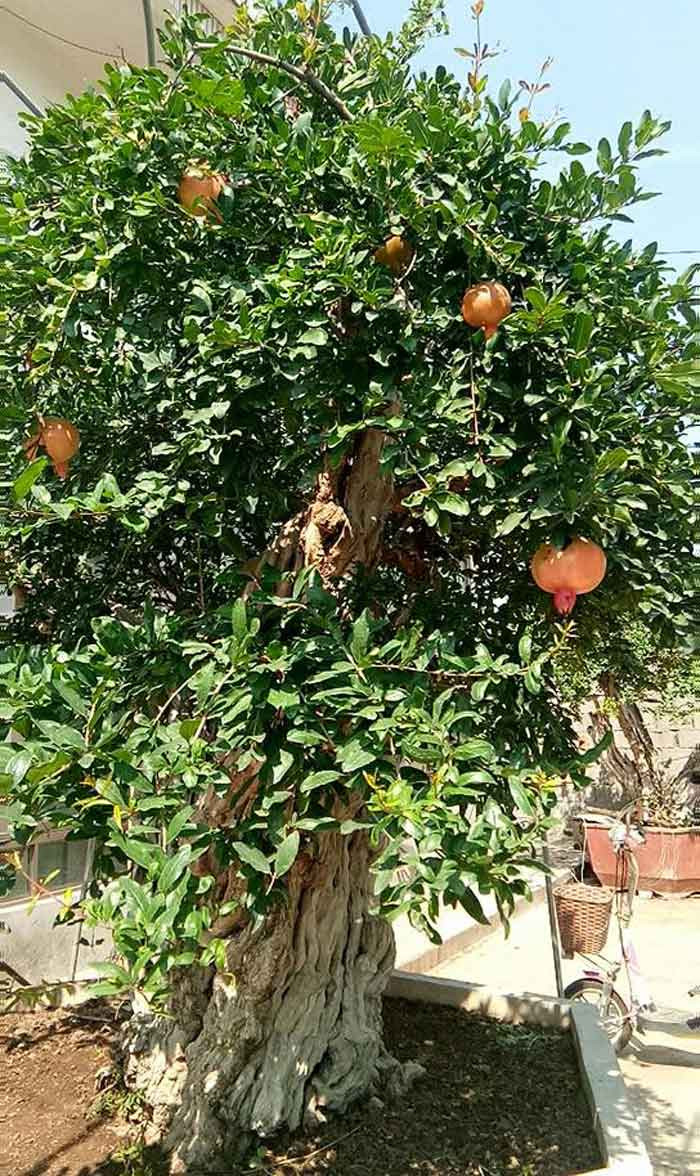 Cây lựu mấy năm nay vẫn ra hoa kết trái và đang được khách trả tới 10 tỷ đồng nhưng ông Minh không bán Cây lựu mấy năm nay vẫn ra hoa kết trái và đang được khách trả tới 10 tỷ đồng nhưng ông Minh không bán