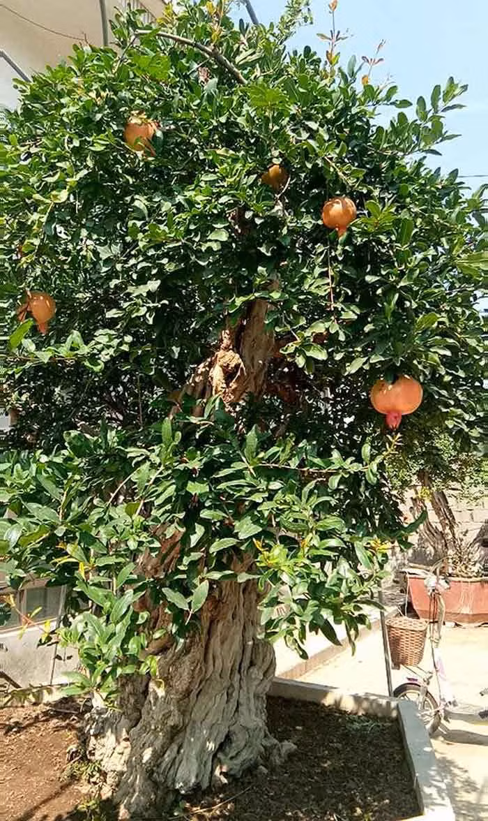  Cây lựu mấy năm nay vẫn ra hoa kết trái và đang được khách trả tới 10 tỷ đồng nhưng ông Minh không bán