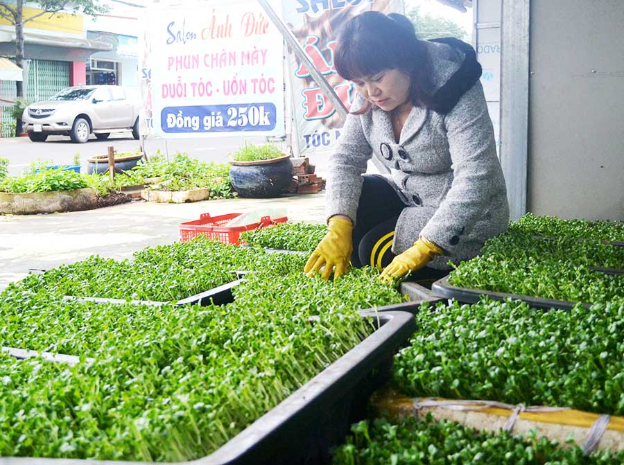  Chị Đức kiểm tra giá thể rau mầm chuẩn bị cho thu hoạch. Ảnh: L.H