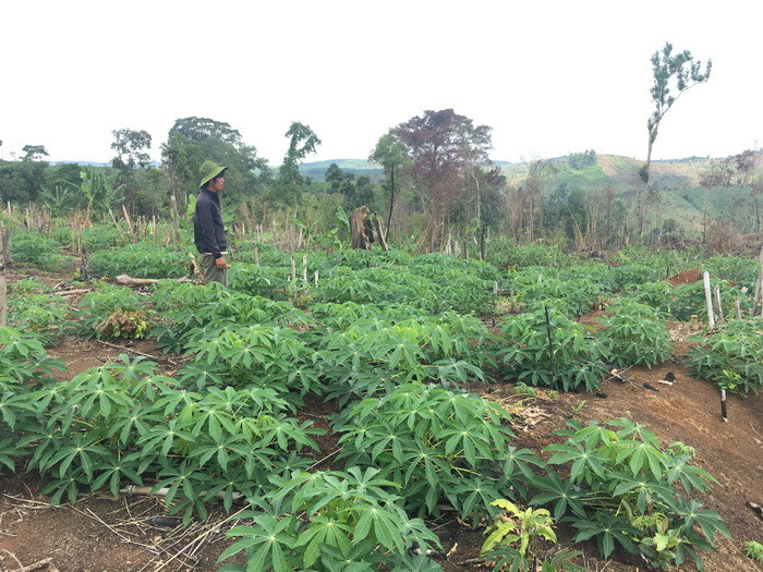 Nhiều diện tích rừng sau khi bị phá được chuyển sang làm trồng cây nông nghiệp Nhiều diện tích rừng sau khi bị phá được chuyển sang làm trồng cây nông nghiệp