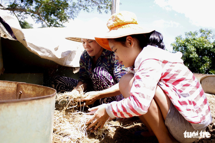 Dưới cái nắng gắt, My vẫn chăm chỉ nhổ giá phụ mẹ để kịp buổi chợ 