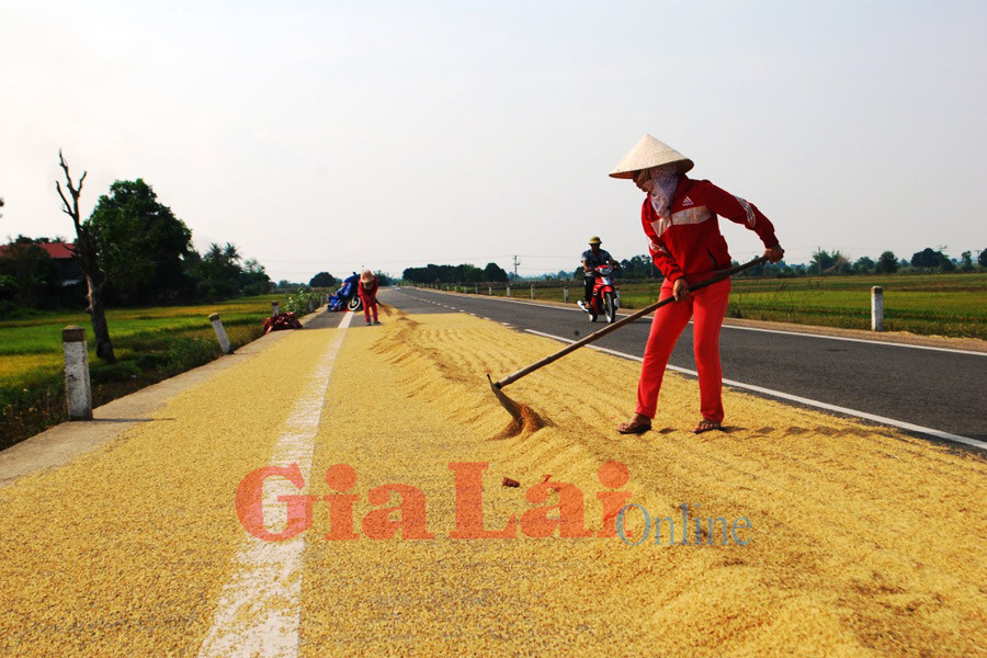 Thiếu lò sấy, dân phơi lúa trên đường lộ. Ảnh: Nguyễn Tú Ảnh: Nguyễn Tú