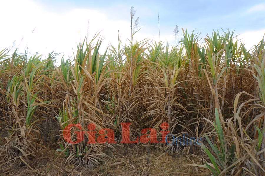 Ảnh: Nguyễn Giác