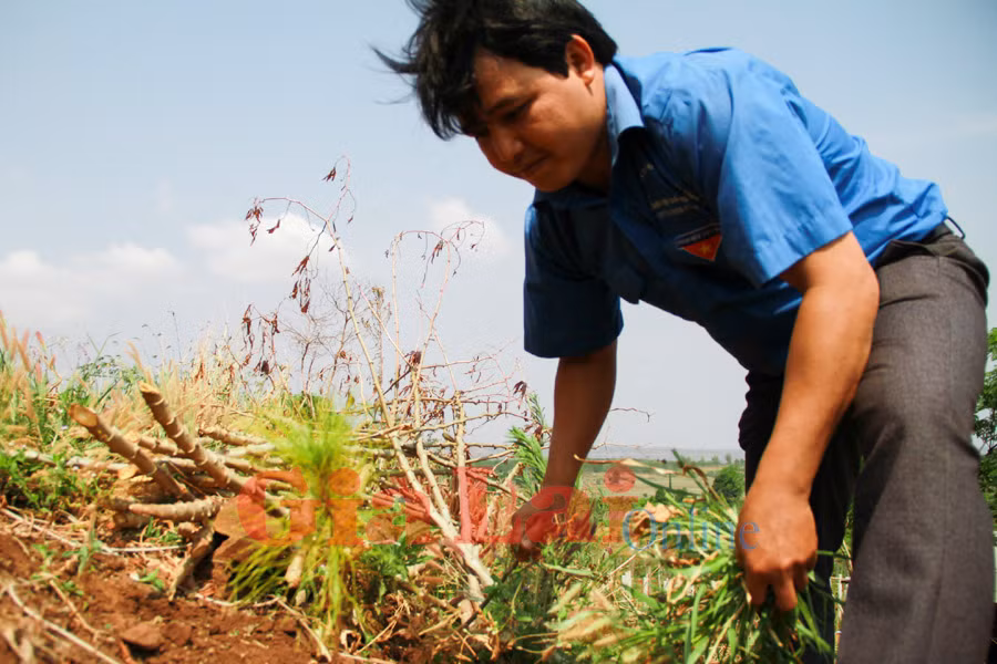  Ảnh: Hoàng Ngọc