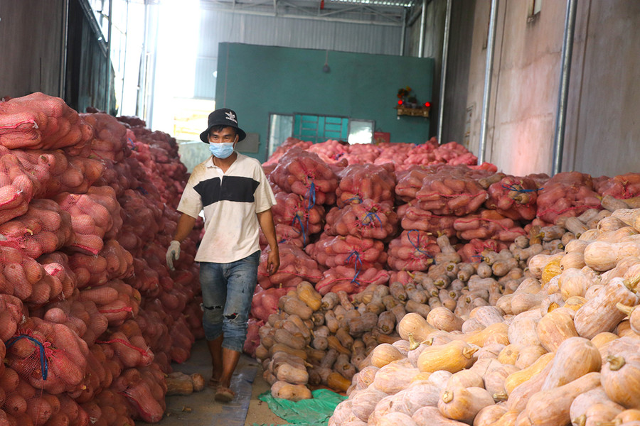  Cơ sở thu mua bí của Đoàn Văn Cân (thôn Hiệp An, xã Cư An, huyện Đak Pơ) đang tồn hàng trăm tấn bí đỏ. Ảnh: Ngọc Minh