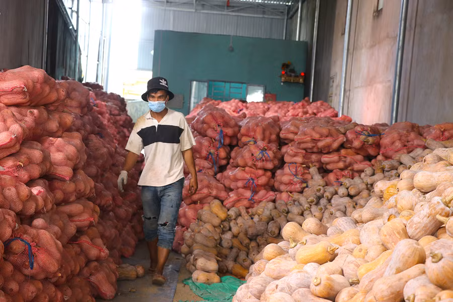  Cơ sở thu mua bí của Đoàn Văn Cân (thôn Hiệp An, xã Cư An, huyện Đak Pơ) đang tồn hàng trăm tấn bí đỏ. Ảnh: Ngọc Minh