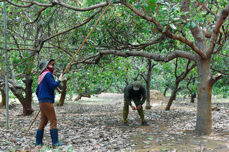 Cây điều và cây cao su vẫn là cây trồng chủ lực trong đề án tái cơ cấu nông nghiệp, mang lại hiệu quả cao cho người dân ở xã Ia Dom.