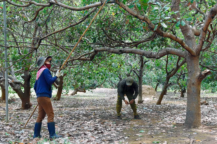 Cây điều và cây cao su vẫn là cây trồng chủ lực trong đề án tái cơ cấu nông nghiệp, mang lại hiệu quả cao cho người dân ở xã Ia Dom.