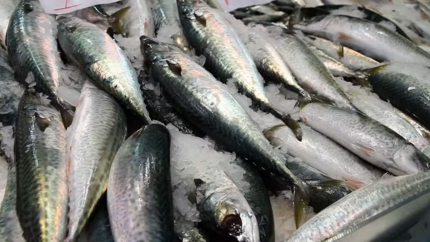 Mỗi tuần ăn 200 gram cá mòi có thể giảm nguy cơ mắc bệnh tiểu đường loại 2. Ảnh: SHUTTERSTOCK