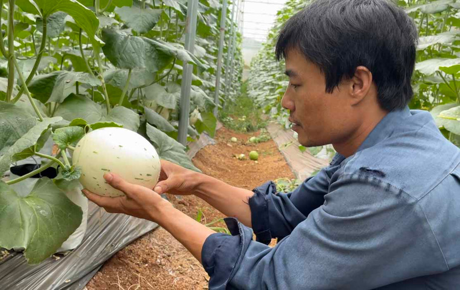 Giống dưa bạch kim được anh Nguyễn Đình Thanh thử nghiệm thành công và nhân rộng. Ảnh: Vũ Thảo