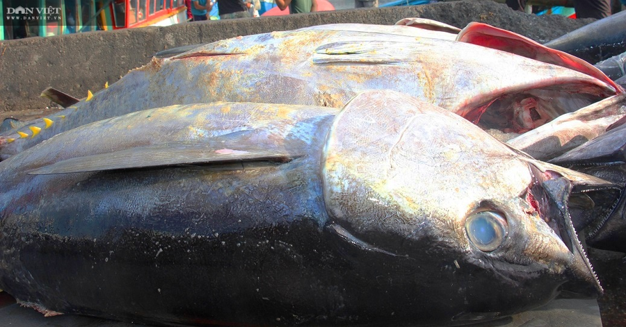 Cá ngừ đại dương có trọng lượng hàng chục kg mỗi con.
