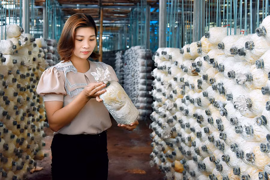 Chị Giang chia sẻ: “Qua hơn 4 năm xây dựng mô hình trồng nấm, tôi thấy càng ngày tôi càng yêu thích với nghề này hơn. Mỗi vụ nấm, tôi lại tích lũy được thêm nhiều kinh nghiệm, đồng thời tìm được đầu ra ổn định cho sản phẩm. Dần dần năng suất tăng, mỗi năm tôi thu hoạch được từ 10-12 tấn/nấm”.