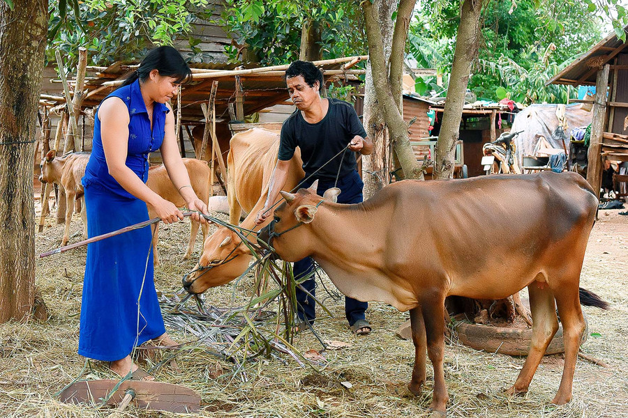 Là một hộ nghèo nhận bò từ chương trình, gia đình chị Siu Ngoan và anh Rơ Châm Tur (làng Ngose-glang, thị trấn Chư Sê) đã thoát nghèo trong năm 2019. 