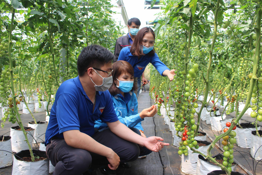 Đoàn viên, thanh niên tham quan mô hình trồng cà chua trong nhà màng của chị Phạm Thị Mơ (phường Yên Thế, TP. Pleiku). Ảnh: Phan Lài