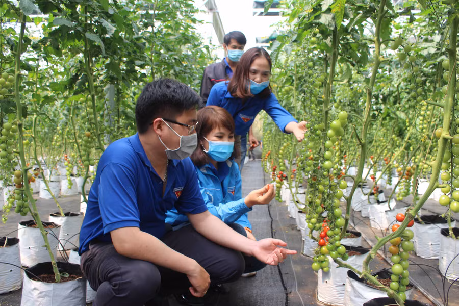 Đoàn viên, thanh niên tham quan mô hình trồng cà chua trong nhà màng của chị Phạm Thị Mơ (phường Yên Thế, TP. Pleiku). Ảnh: Phan Lài