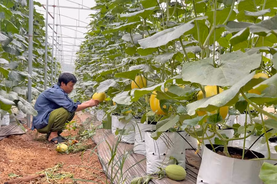 Anh Nguyễn Đình Thanh đã mở rộng vườn dưa ứng dụng công nghệ cao lên 5.000 m2 với các loại dưa lưới, dưa lê