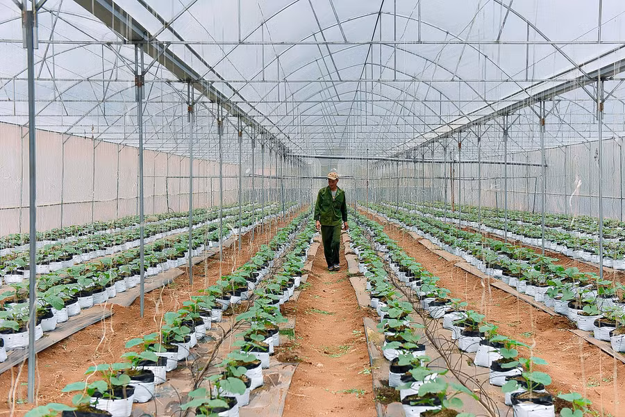  Mô hình vườn dưa lưới được 4 thanh niên (làng Ia Sik, xã Ia Nhin) lựa chọn để khởi nghiệp. Anh Phan Văn Thế được xem là “thủ lĩnh” trong nhóm.