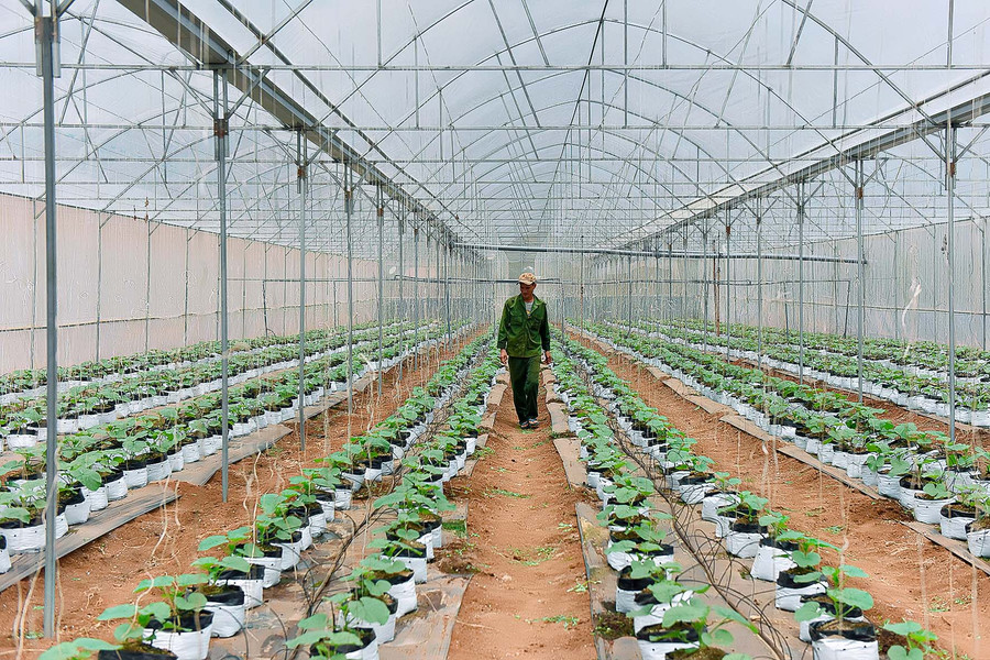  Mô hình vườn dưa lưới được 4 thanh niên (làng Ia Sik, xã Ia Nhin) lựa chọn để khởi nghiệp. Anh Phan Văn Thế được xem là “thủ lĩnh” trong nhóm.