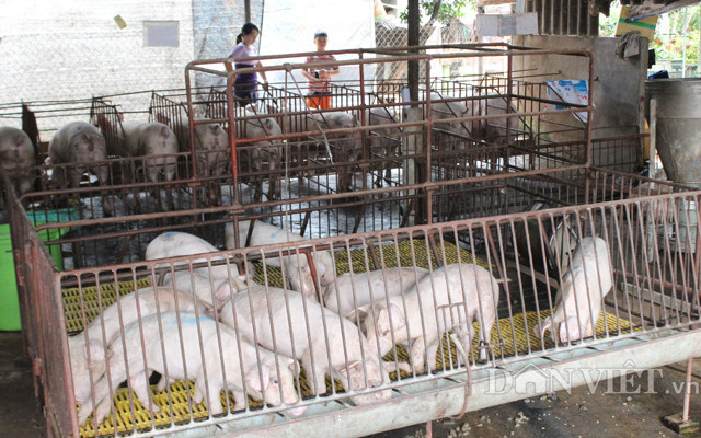  Theo đánh giá của Bộ NNPTNT, việc kiểm soát tốt dịch bệnh trong nước đã tạo điều kiện thuận lợi cho việc tái đàn, tăng đàn lợn.