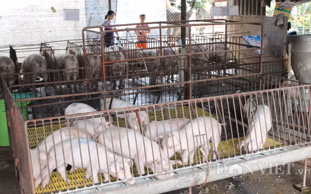  Theo đánh giá của Bộ NNPTNT, việc kiểm soát tốt dịch bệnh trong nước đã tạo điều kiện thuận lợi cho việc tái đàn, tăng đàn lợn.