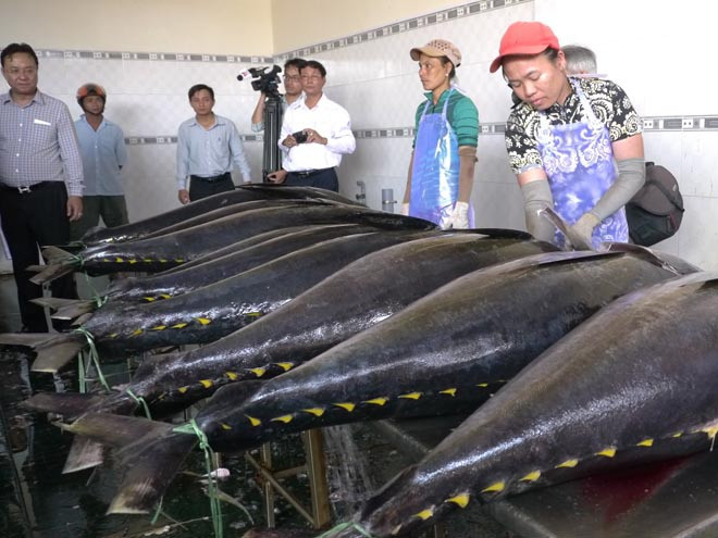 Sơ chế cá ngừ đại dương để xuất khẩu tại Cảng cá Tam Quan. ẢNH: HOÀNG TRỌNG