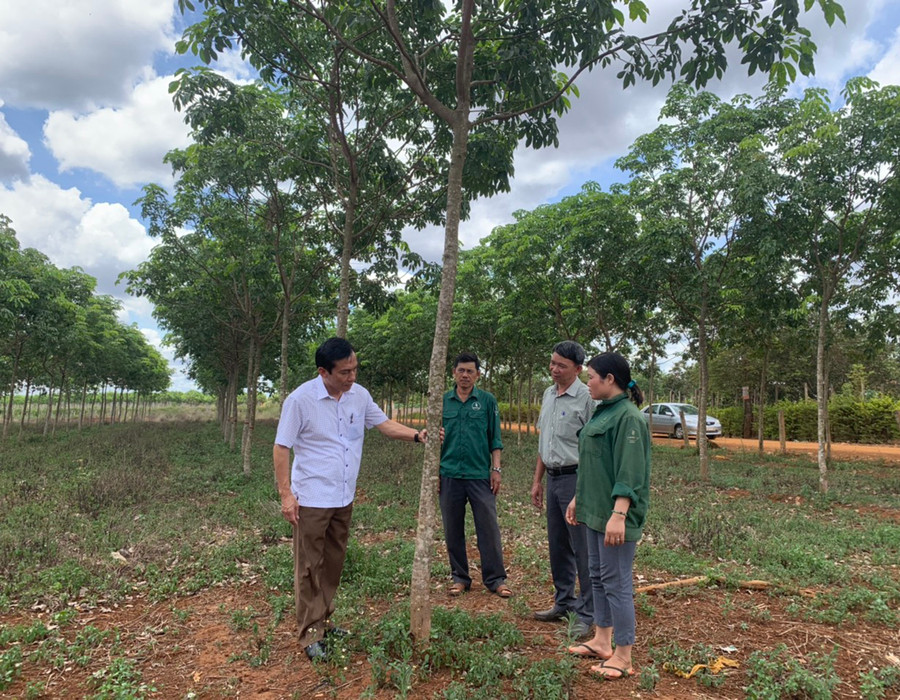 Cán bộ Công ty TNHH một thành viên Cao su Chư Sê hướng dẫn người lao động kỹ thuật chăm sóc, khai thác mủ cao su. Ảnh: Nhật Hào